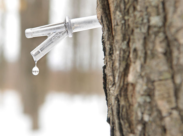 Tapping maple syrup